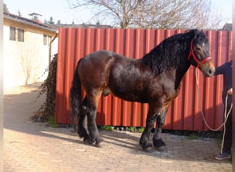 Lipizzaner Mix, Wallach, 9 Jahre, 160 cm, Apfelschimmel