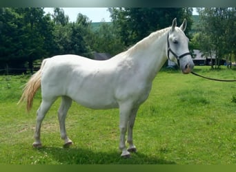 Lipizzano, Castrone, 10 Anni, 152 cm, Grigio