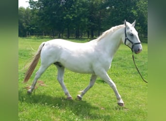Lipizzano, Castrone, 10 Anni, 152 cm, Grigio
