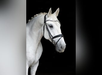 Lipizzano, Castrone, 10 Anni, 155 cm, Grigio