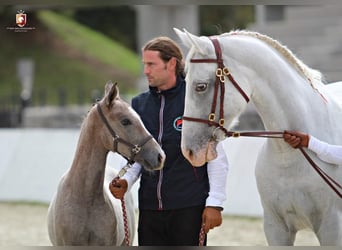 Lipizzano, Castrone, 10 Anni, 160 cm, Pezzato