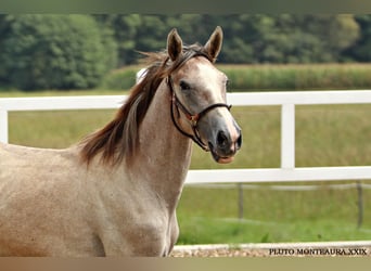 Lipizzano, Castrone, 10 Anni, 160 cm, Pezzato