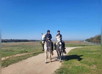 Lipizzano, Castrone, 10 Anni, 164 cm, Grigio trotinato