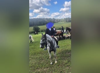 Lipizzano, Castrone, 10 Anni, 164 cm, Grigio trotinato