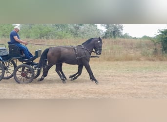 Lipizzano, Castrone, 10 Anni, 165 cm, Morello