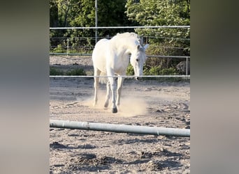 Lipizzano Mix, Castrone, 11 Anni, 158 cm, Grigio