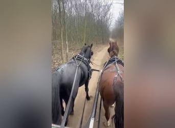 Lipizzano, Castrone, 11 Anni, 160 cm, Roano blu