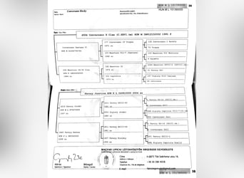 Lipizzano, Castrone, 11 Anni, 160 cm, Roano blu