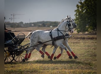 Lipizzano, Castrone, 12 Anni, 155 cm, Grigio