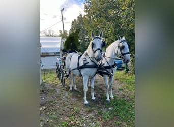 Lipizzano, Castrone, 12 Anni, 160 cm, Grigio