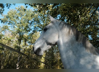 Lipizzano, Castrone, 12 Anni, 160 cm, Grigio