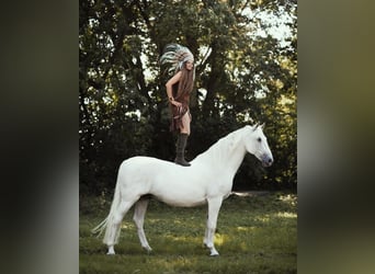 Lipizzano, Castrone, 12 Anni, 161 cm, Grigio