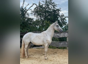 Lipizzano Mix, Castrone, 13 Anni, 155 cm, Grigio