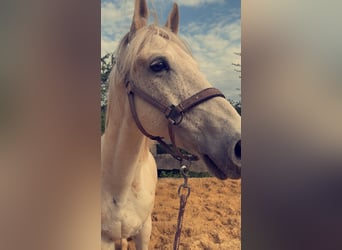 Lipizzano Mix, Castrone, 13 Anni, 155 cm, Grigio