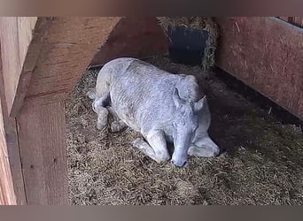 Lipizzano, Castrone, 13 Anni, 160 cm, Grigio