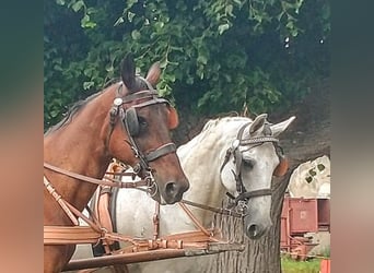 Lipizzano, Castrone, 13 Anni, 160 cm, Grigio pezzato