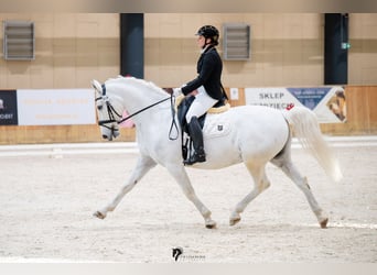 Lipizzano, Castrone, 13 Anni, 161 cm, Grigio