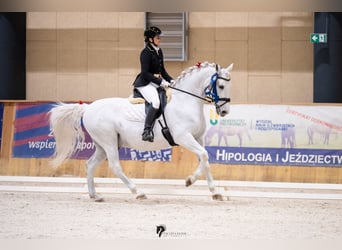 Lipizzano, Castrone, 13 Anni, 161 cm, Grigio