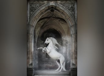 Lipizzano, Castrone, 13 Anni, 161 cm, Grigio