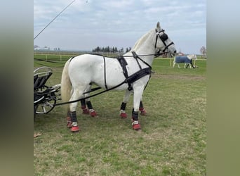 Lipizzano, Castrone, 13 Anni, 166 cm, Bianco
