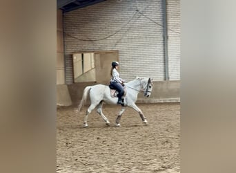 Lipizzano, Castrone, 13 Anni, 170 cm, Grigio