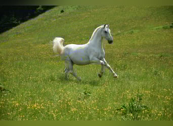 Lipizzano, Castrone, 15 Anni, 153 cm, Grigio