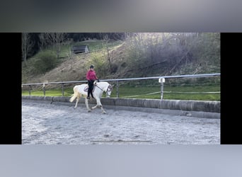 Lipizzano, Castrone, 15 Anni, 153 cm, Grigio