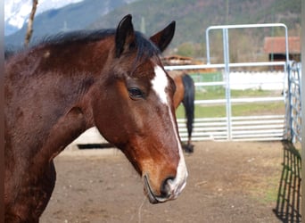 Lipizzano, Castrone, 15 Anni, 158 cm, Baio