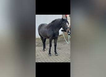 Lipizzano, Castrone, 2 Anni, 140 cm, Grigio ferro