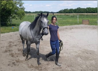 Lipizzano, Castrone, 2 Anni, 150 cm, Grigio