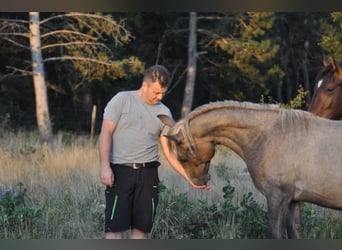 Lipizzano, Castrone, 2 Anni, 151 cm, Grigio