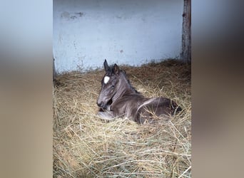 Lipizzano, Castrone, 2 Anni, 151 cm, Morello