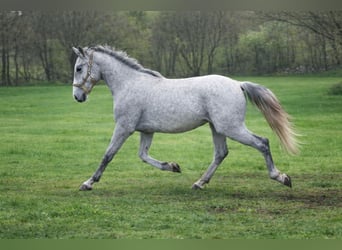 Lipizzano, Castrone, 2 Anni, 153 cm, Grigio