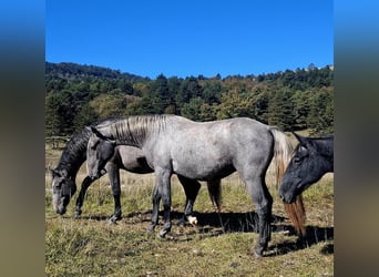 Lipizzano, Castrone, 2 Anni, 155 cm, Grigio