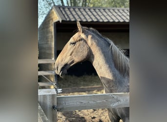 Lipizzano, Castrone, 2 Anni, 158 cm, Falbo baio