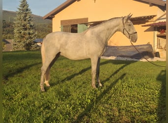 Lipizzano, Castrone, 2 Anni, 160 cm, Grigio