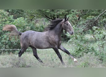 Lipizzano, Castrone, 2 Anni, Grigio pezzato