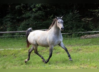 Lipizzano, Castrone, 3 Anni, 154 cm, Grigio