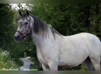 Lipizzano, Castrone, 3 Anni, 154 cm, Grigio