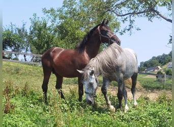 Lipizzano, Castrone, 3 Anni, 155 cm, Morello