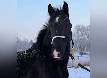 Lipizzano, Castrone, 3 Anni, 155 cm, Morello