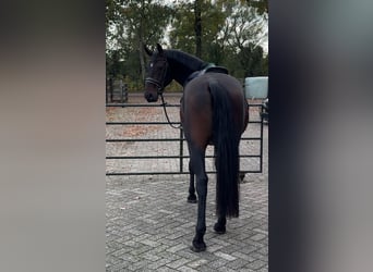 Lipizzano, Castrone, 4 Anni, 151 cm, Baio scuro