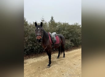 Lipizzano, Castrone, 4 Anni, 155 cm, Baio