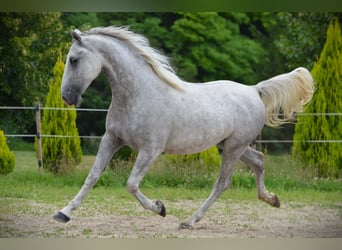 Lipizzano, Castrone, 4 Anni, 156 cm, Grigio
