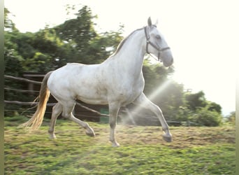 Lipizzano, Castrone, 4 Anni, 156 cm, Grigio