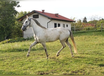 Lipizzano, Castrone, 4 Anni, 156 cm, Grigio