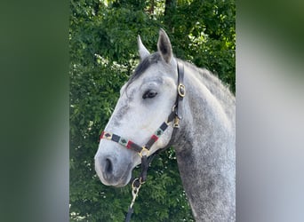 Lipizzano, Castrone, 4 Anni, 160 cm, Grigio