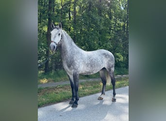 Lipizzano, Castrone, 4 Anni, 160 cm, Grigio