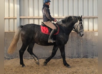 Lipizzano, Castrone, 4 Anni, 160 cm, Grigio ferro