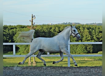 Lipizzano, Castrone, 4 Anni, 161 cm, Grigio